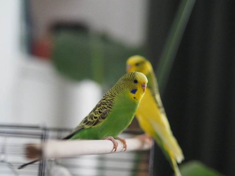 Two female budgies + cage + accessories 