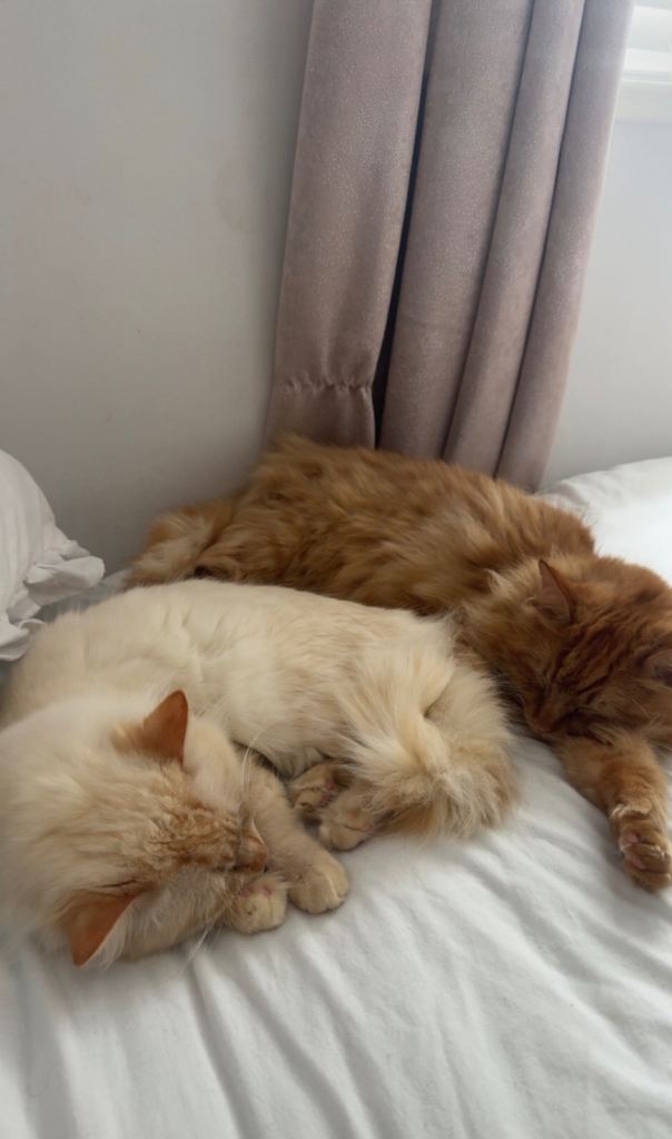2 Indoor Ragdoll Cross Cats for Sale – Everything Included
