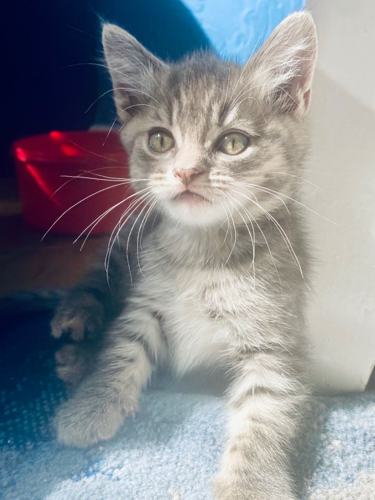6 beautiful bengal/ khoa manee kittens 