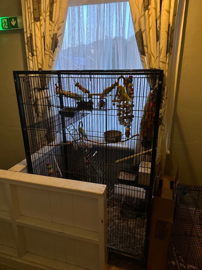 3 budgies and large cage