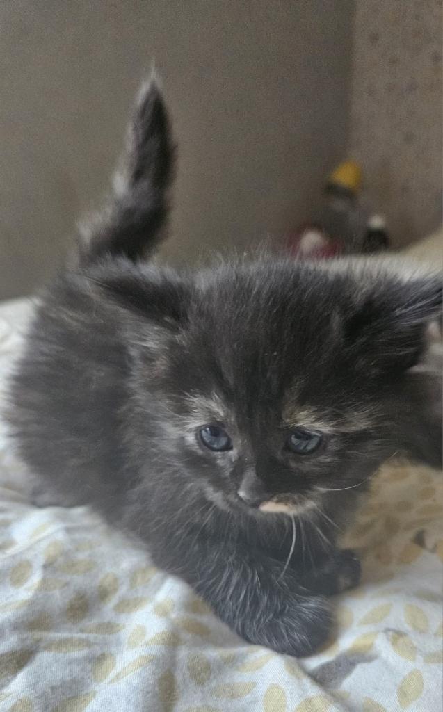 Beautiful little kittens