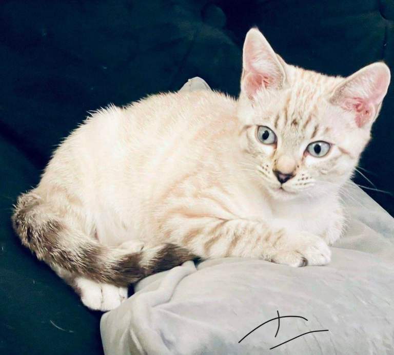 🐾 Beautiful Snow Bengal Kittens – 🐾