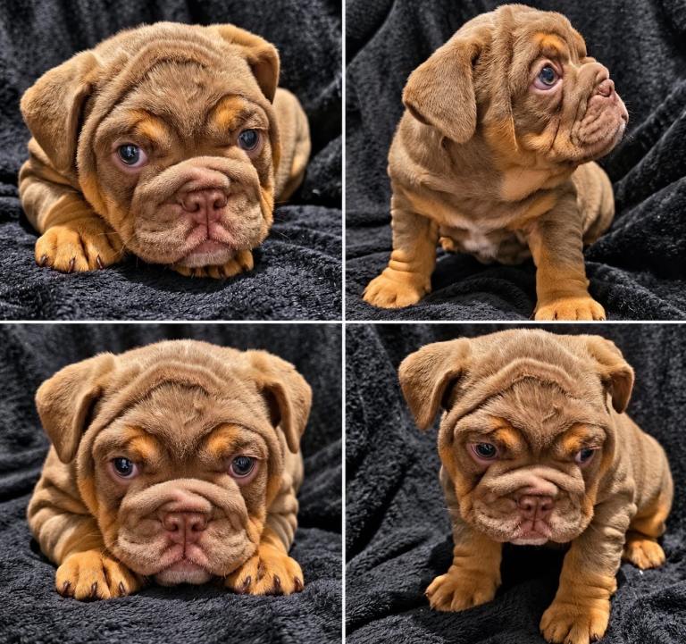 Fluffy English Bulldog Puppies for sale