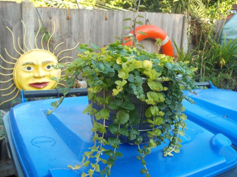 Plastic Grey Pot Of Evergreen, Hardy, Virginia Creeper (has yellow flowers in the spring) 
