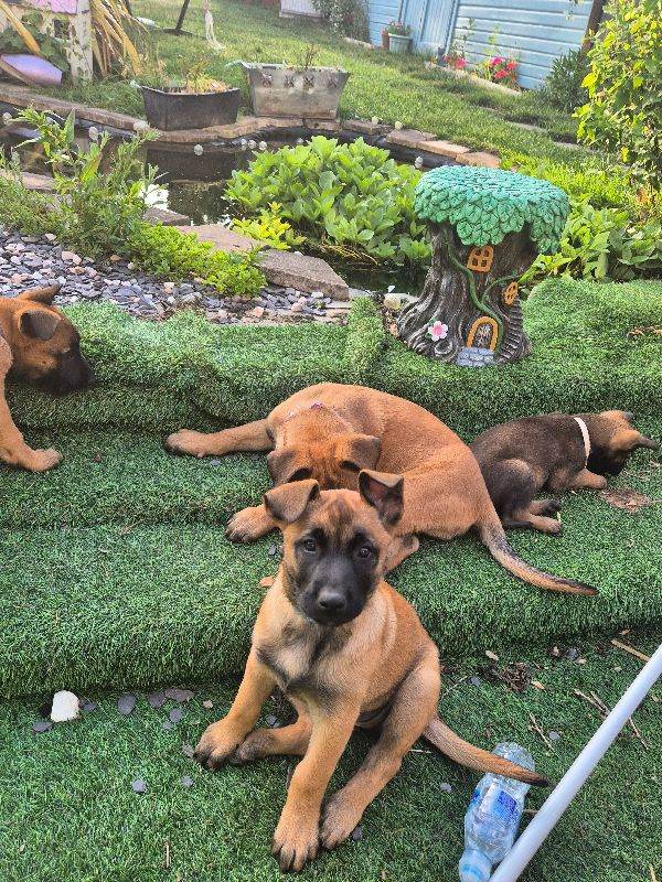 Belgian Malinois Puppies 
