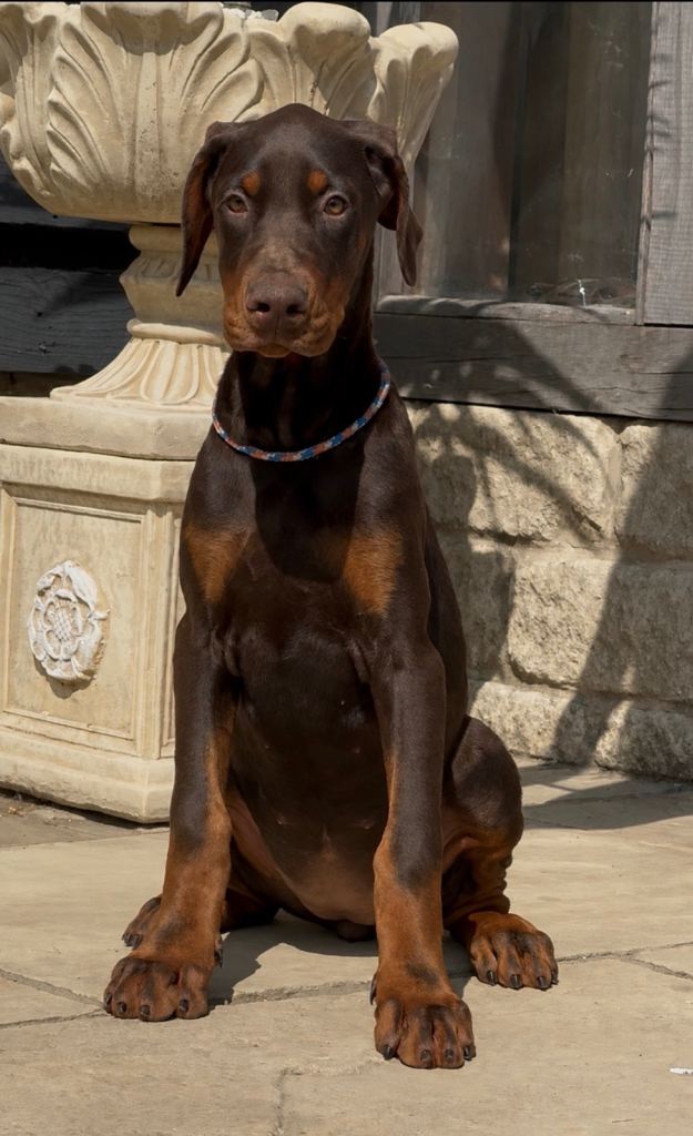Kc Reg European Dobermans