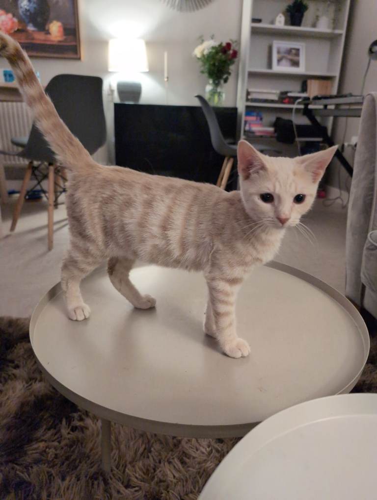 3 Domestic shorthair pale orange male kittens for sale 