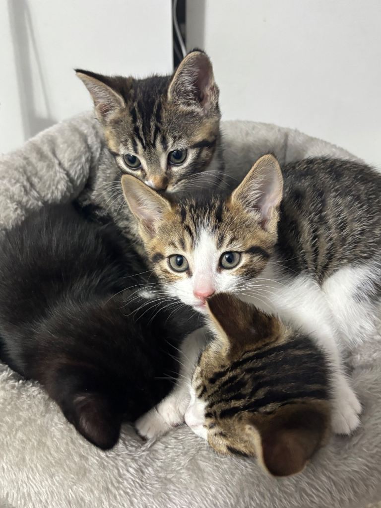 Tabby Kittens For Sale £