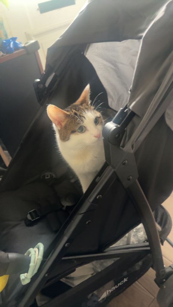Cats