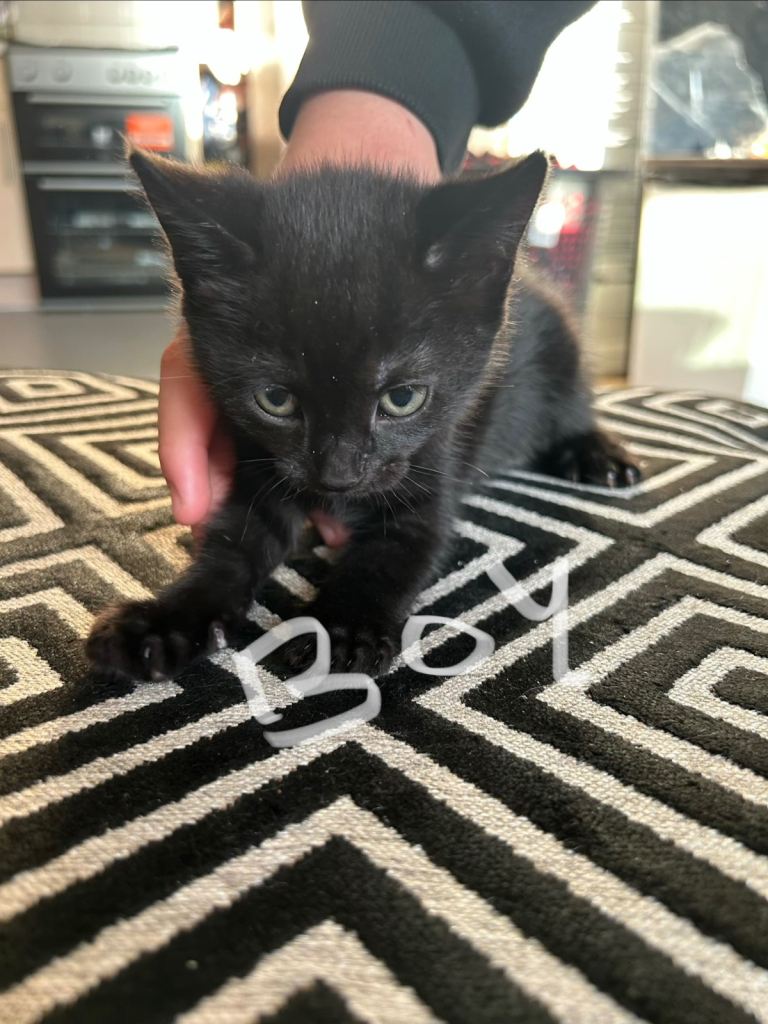 Kitten for sale 