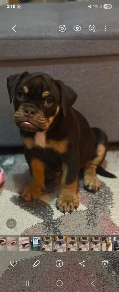 Puppy for sale