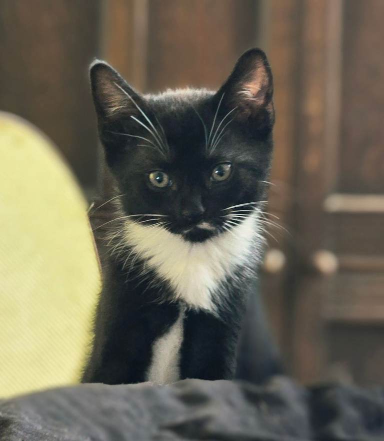Four beutiful kittens for sale ready now