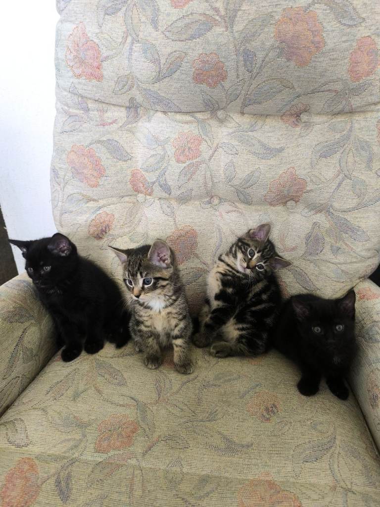 Adorable Kittens