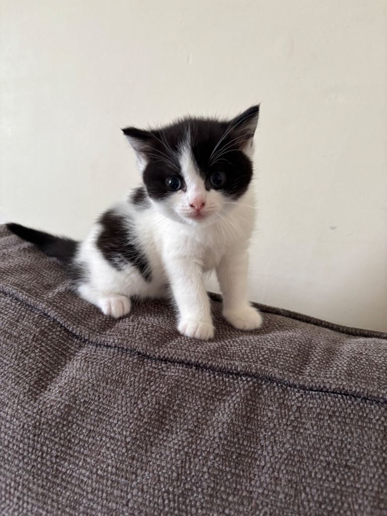 Ragdoll x British shorthair kittens
