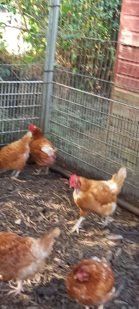Chickens