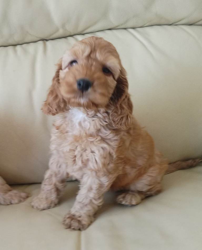 Cockerpoo