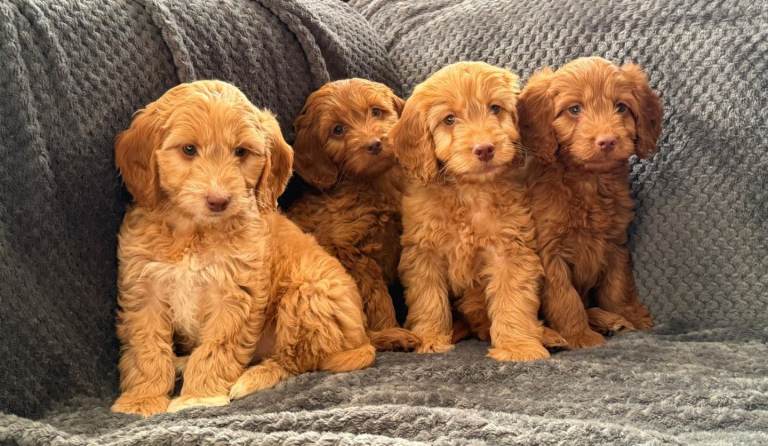 Cockapoo puppys ready now 