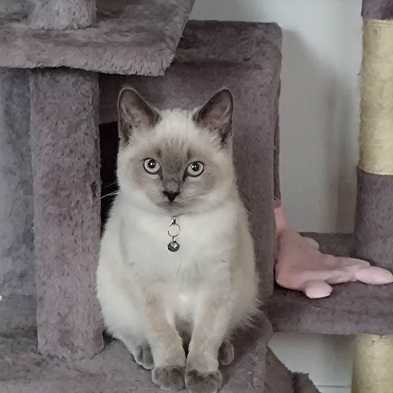 Ragdoll female cat for sale