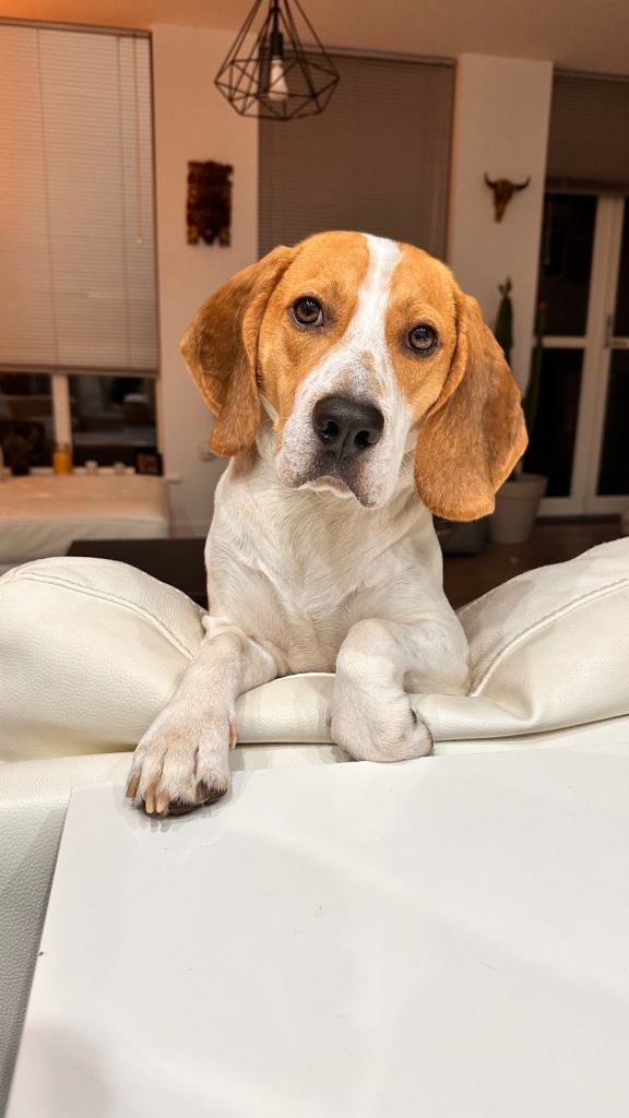 Loving Male Beagle for Sale