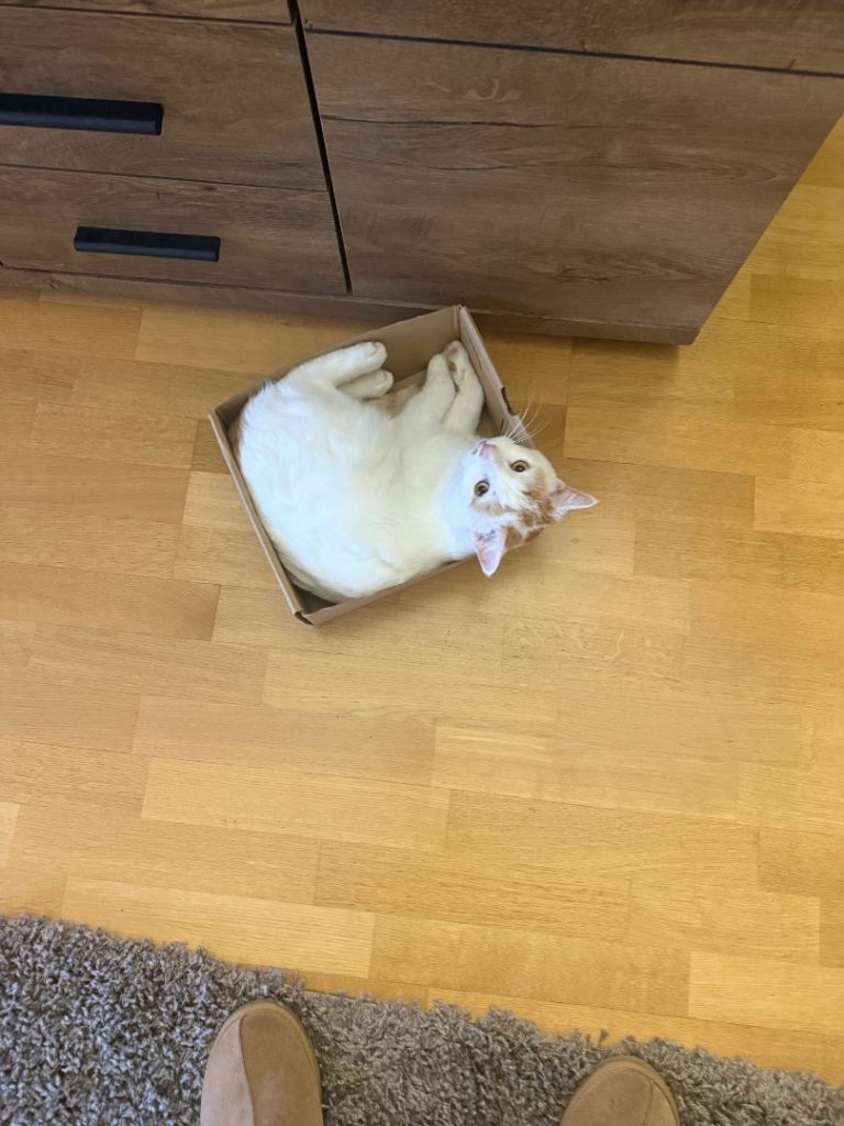 Forever home for milo and Murphy 