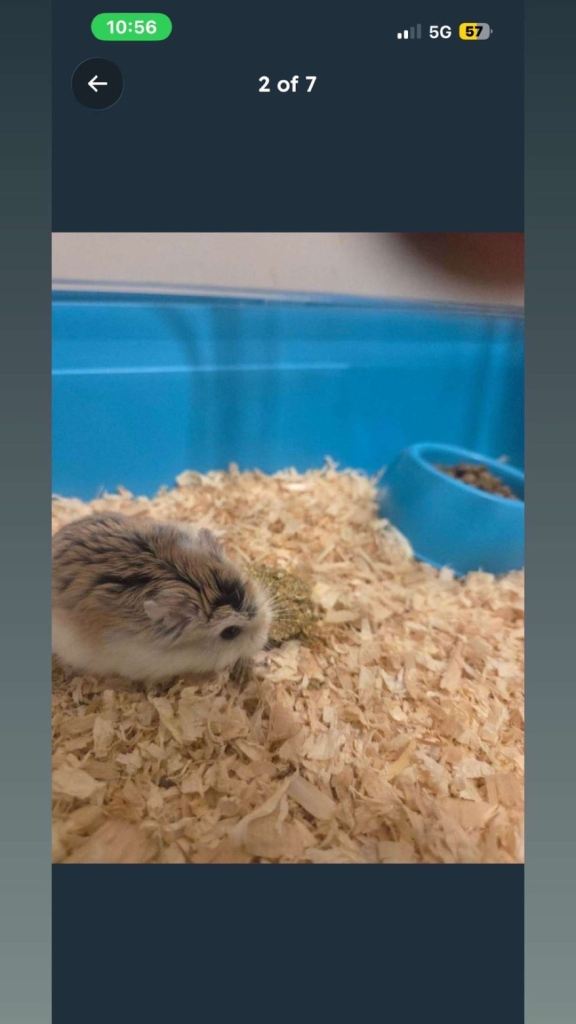 Hamster with full setup