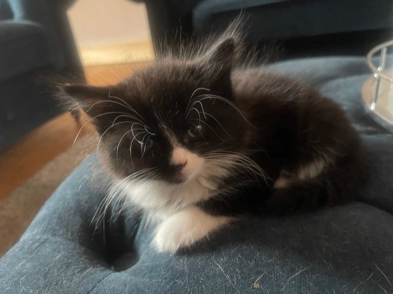 1 beautiful fluffy kitten left 