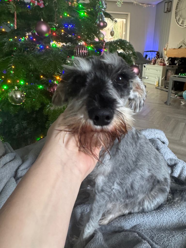 Pedigree KC Registered Miniature Schnazuer Puppies for sale