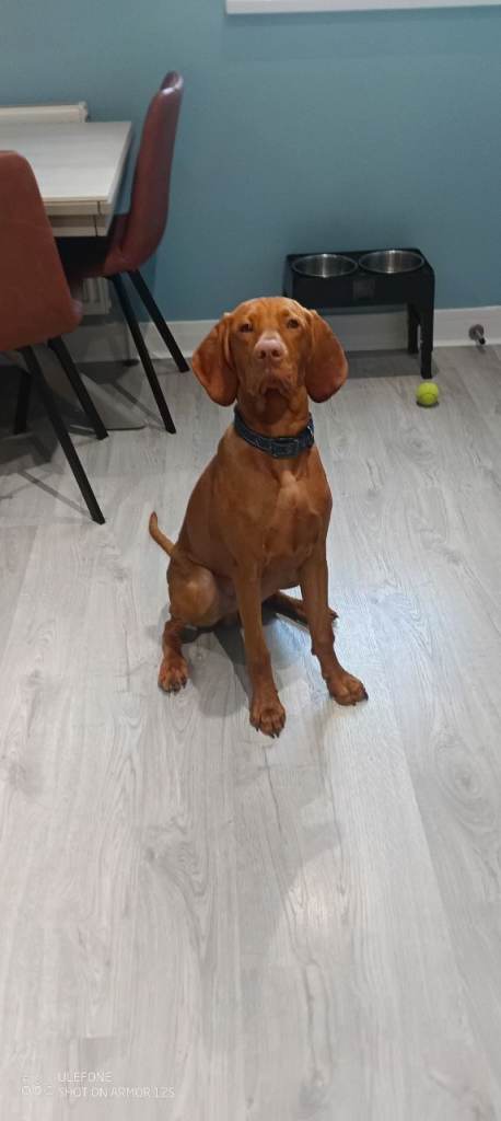 Hungarian viszla "Cooper"7 month old puppy IKC registered. 