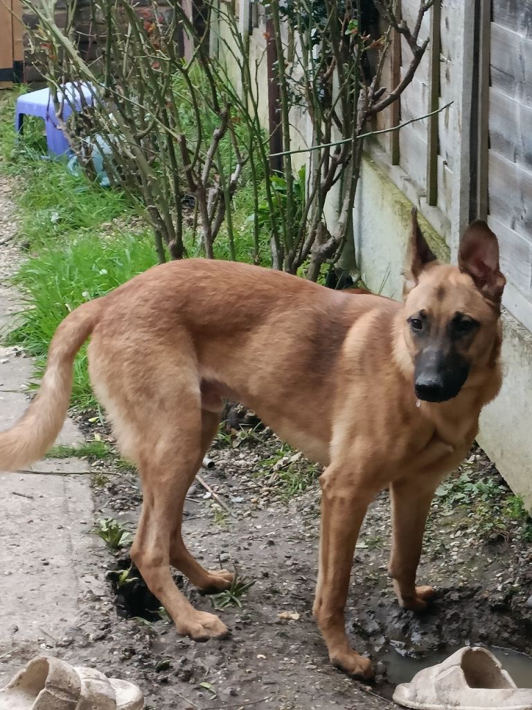 8 months old German Shepherd 