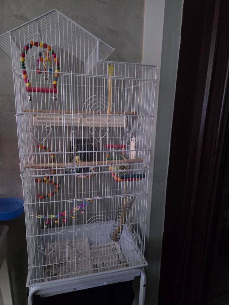 2 Beautiful budgie and cage