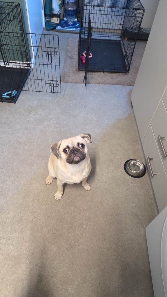 A brilliant little pug who will make a fantastic addition to an active, loving home.