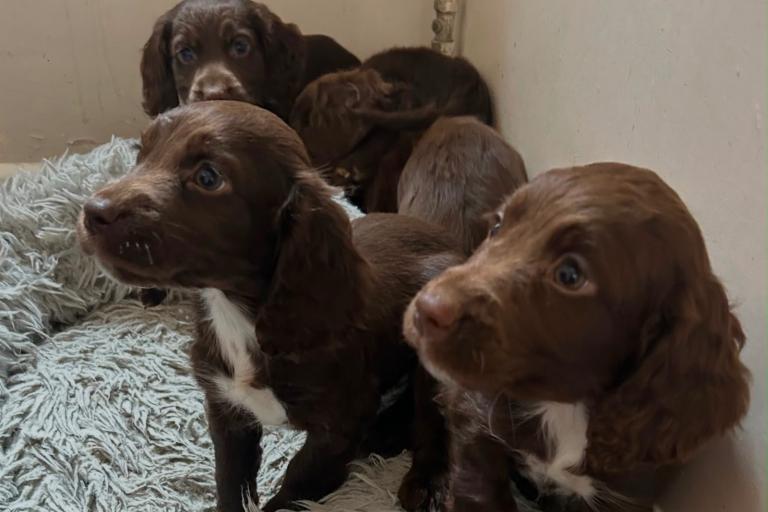 Working type Cocker Spaniel pups mixed litter ready now 