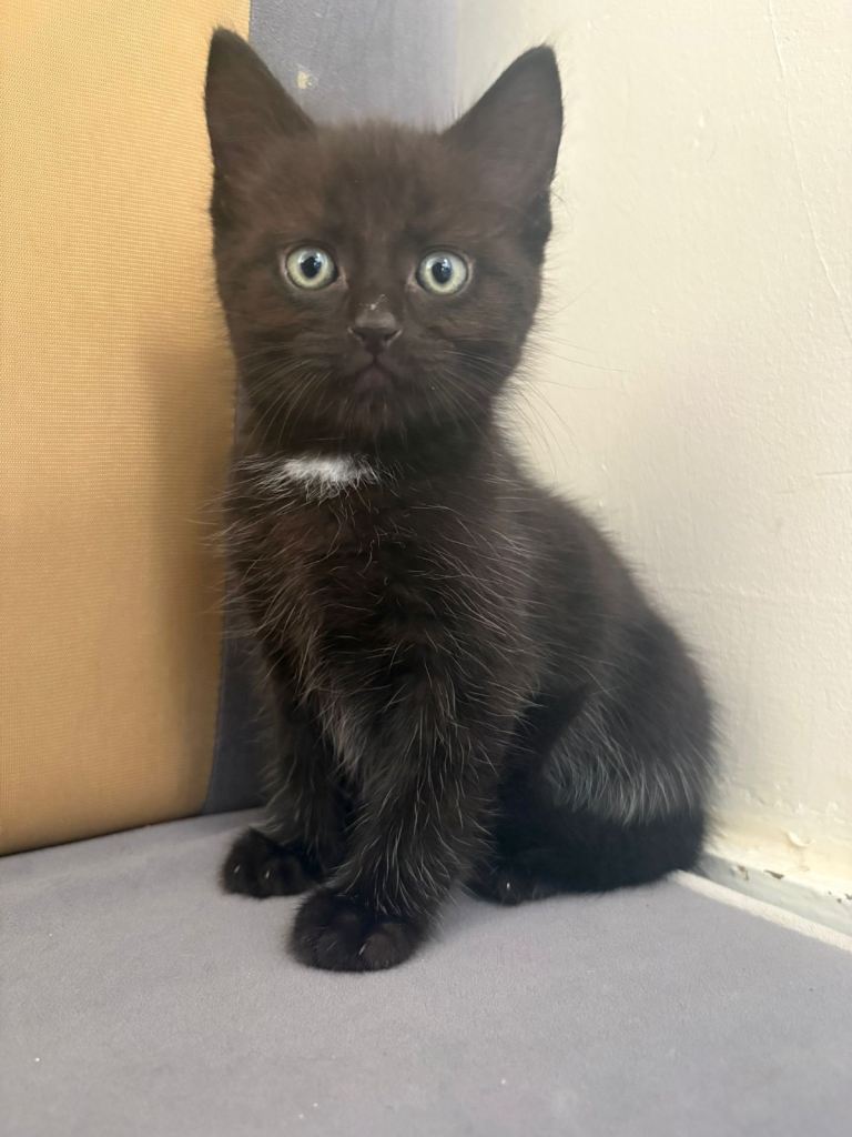 Mixed Maine coon boy kitten £80