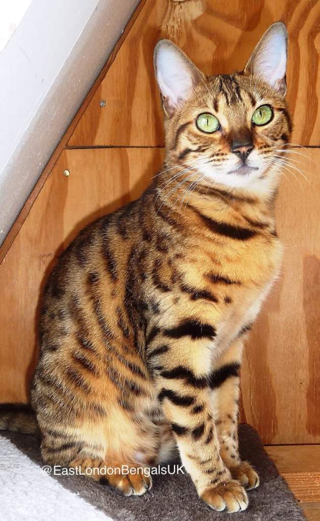 Beautiful bengal 