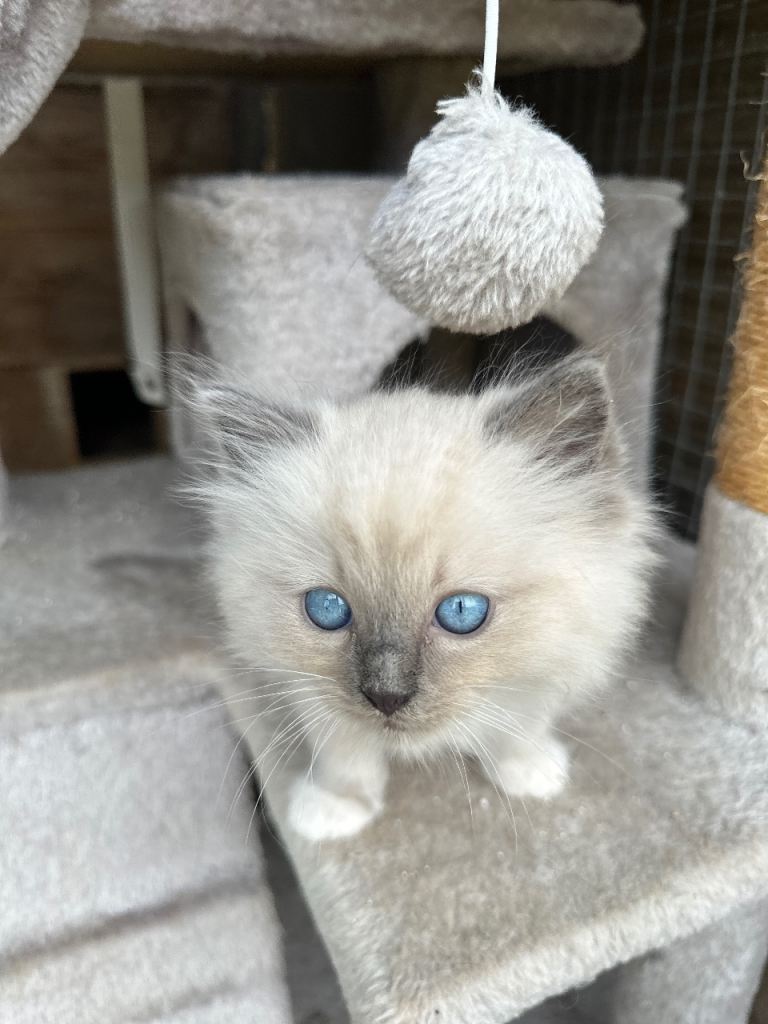 Ragdoll boy last left 