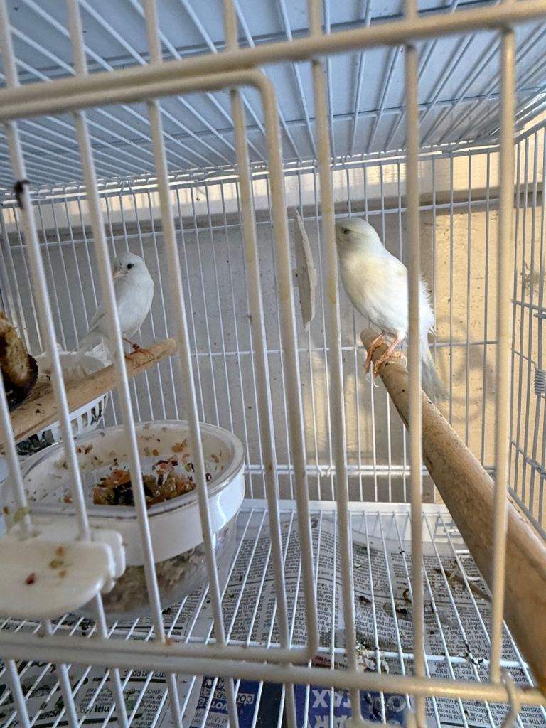 Canary