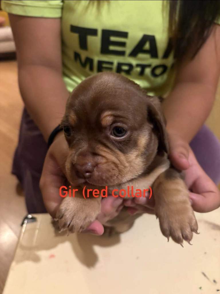 Cross breed Pug and dachshund Puppies for sale - £650
