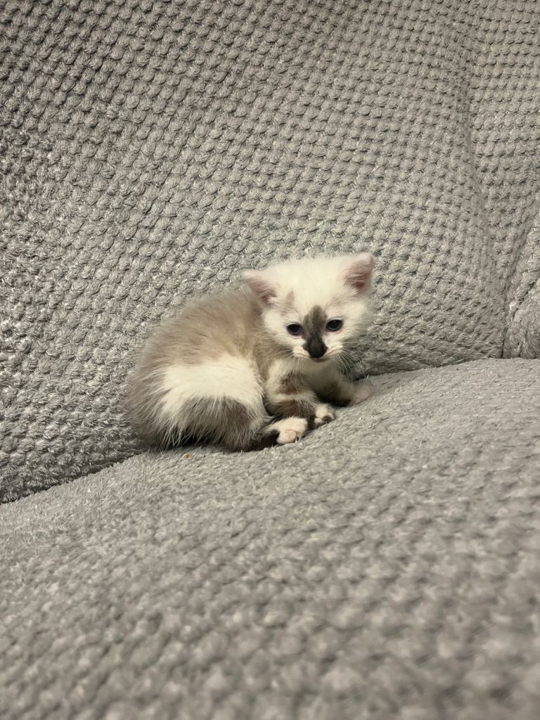 Snowshoe X Birman kittens for sale 