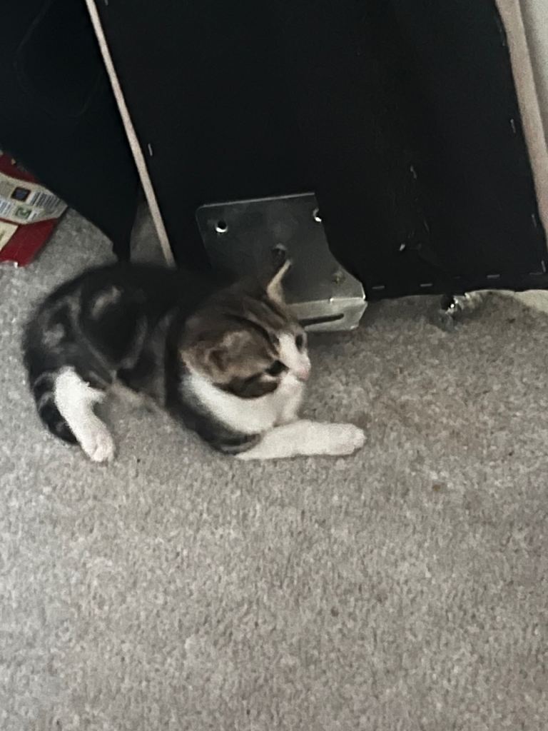 1 male kittens still available