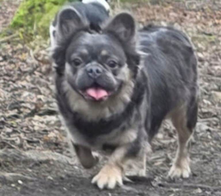 Quality fluffy French bulldog girl for sale 
