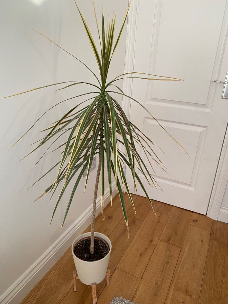 House plant 