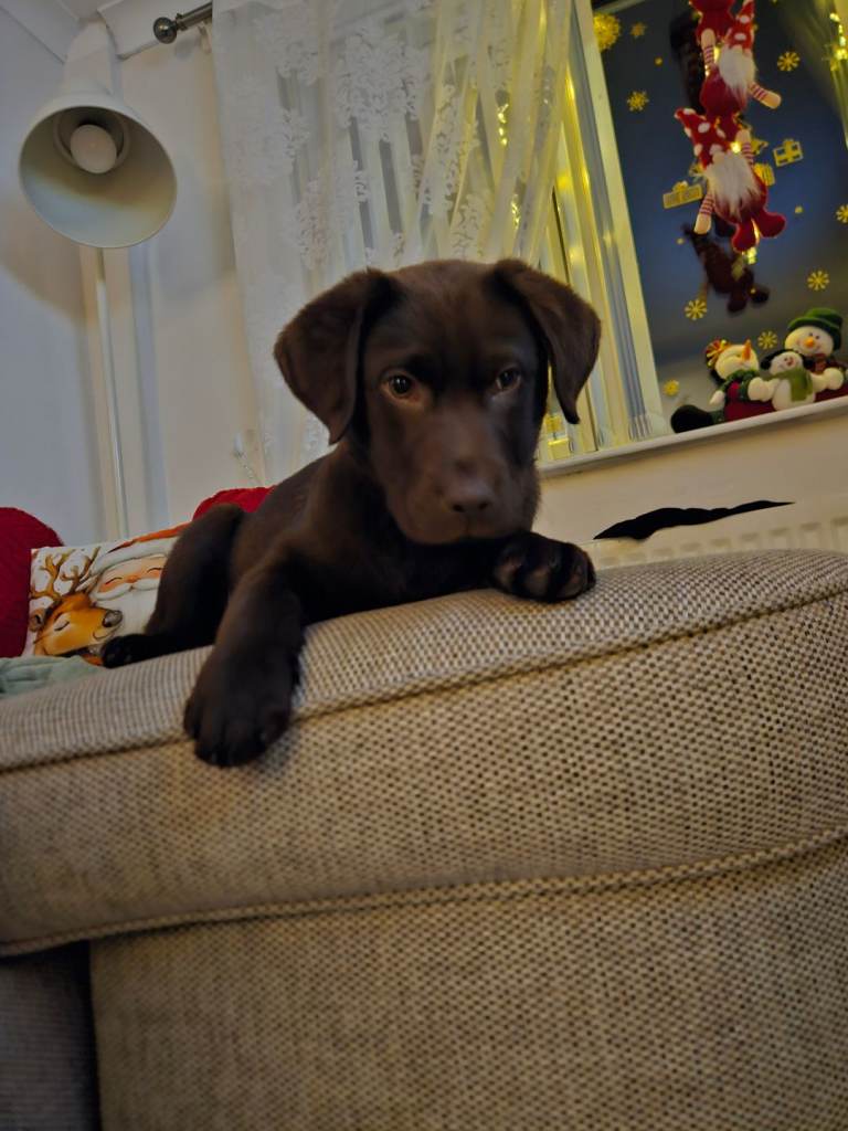 Chocolate lab