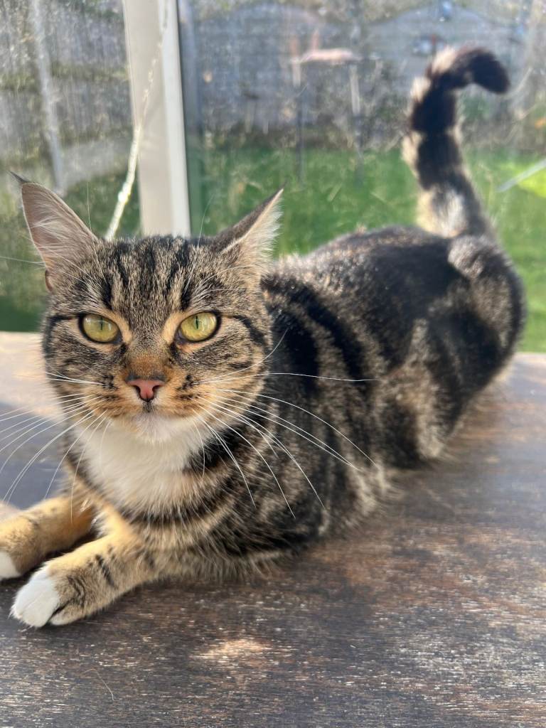 Indoor outdoor Kittens