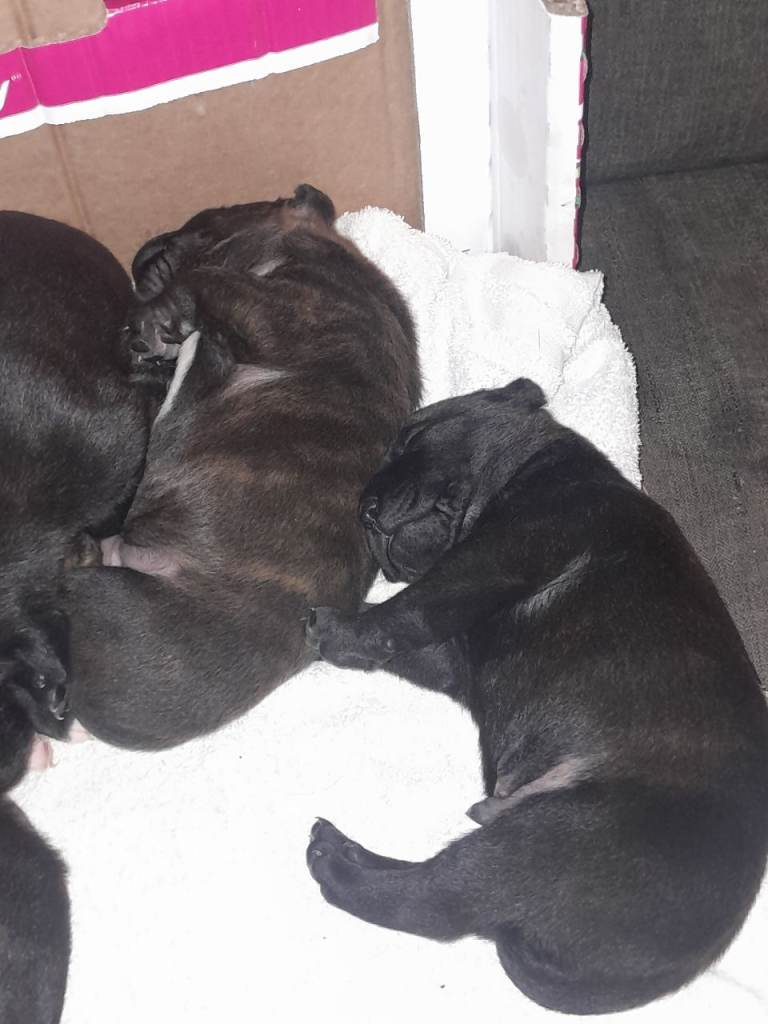 Staffordshire bull terriers (Blue,Light and dark brindle) 