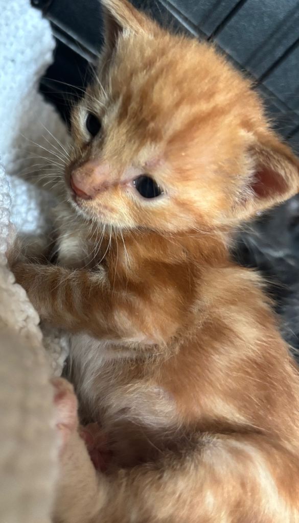 Two Beautiful Male Kittens For Sale! 