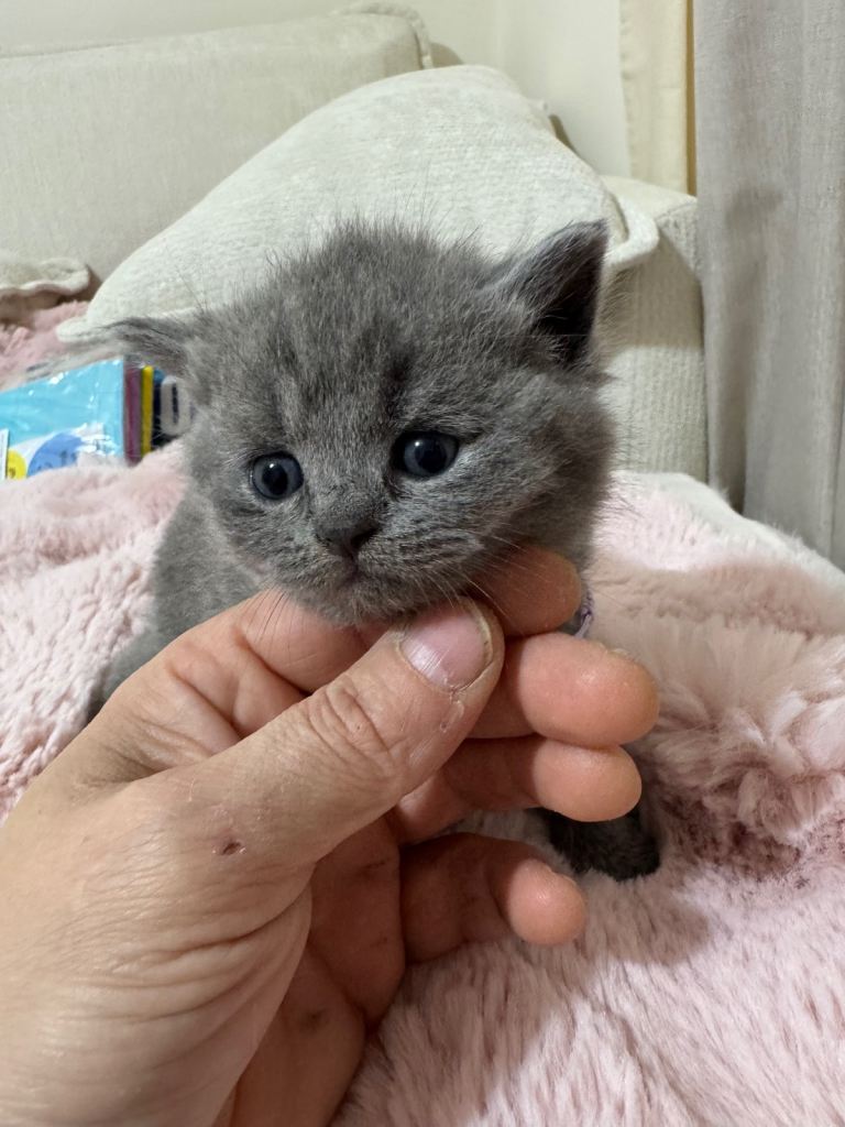 British short hair grey & liliac
