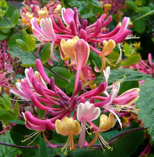 Hardy perennial blooming plants
