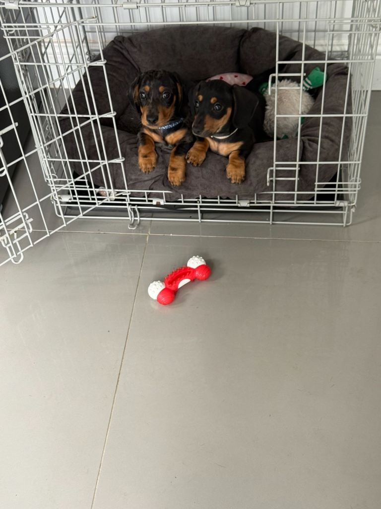 Fully vaccinated Miniature Dachshund Puppies