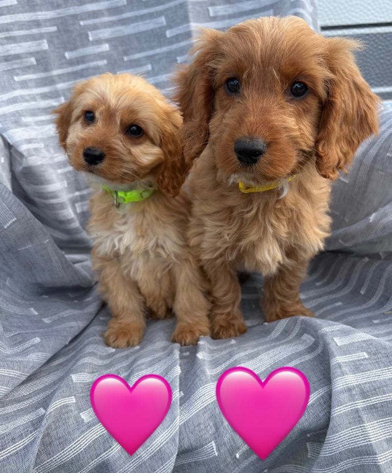 Cockerpoo 
