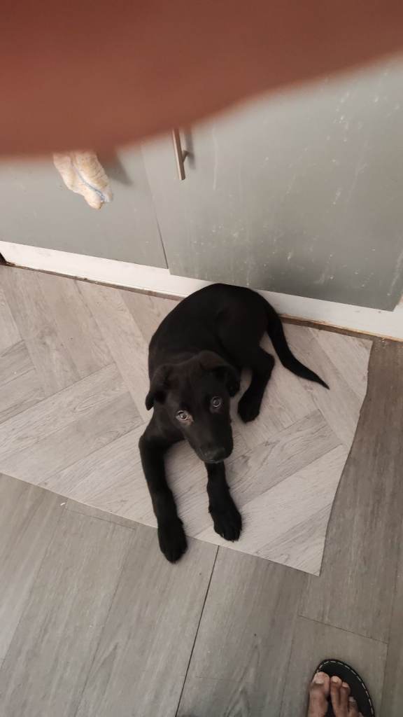Puppy labrador German Shepherd mix 